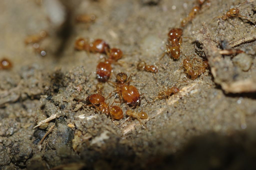 Pheidole pallidula scure